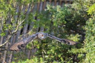 バードショーに新メンバー！