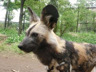 リカオンのシーが死亡しました