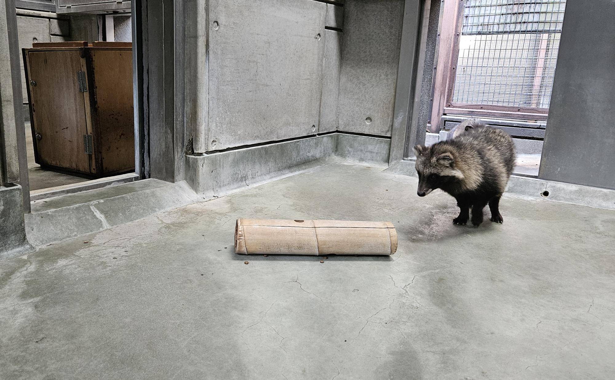 タヌキツ近況ブログ♪2の写真