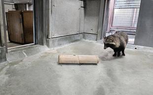 タヌキツ近況ブログ♪２