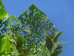 ～　生きものも芸術の秋　～