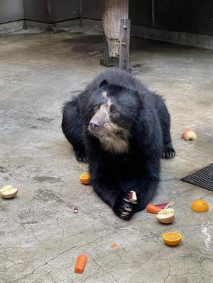 メガネ通信 ポリタンク美雪