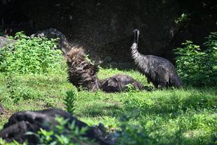 エミューの水浴び
