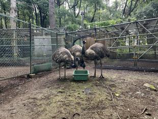 エミューの展示場