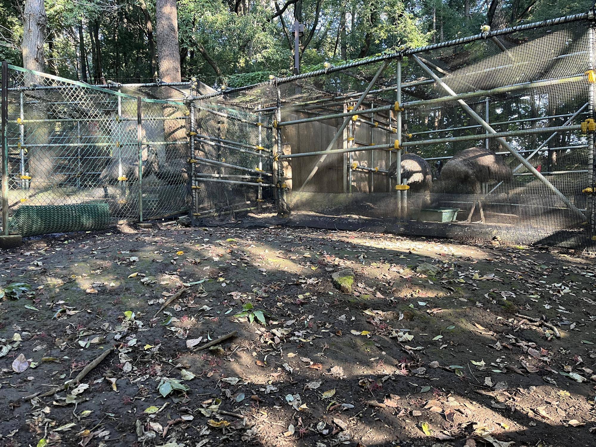 エミューたちと小屋の写真
