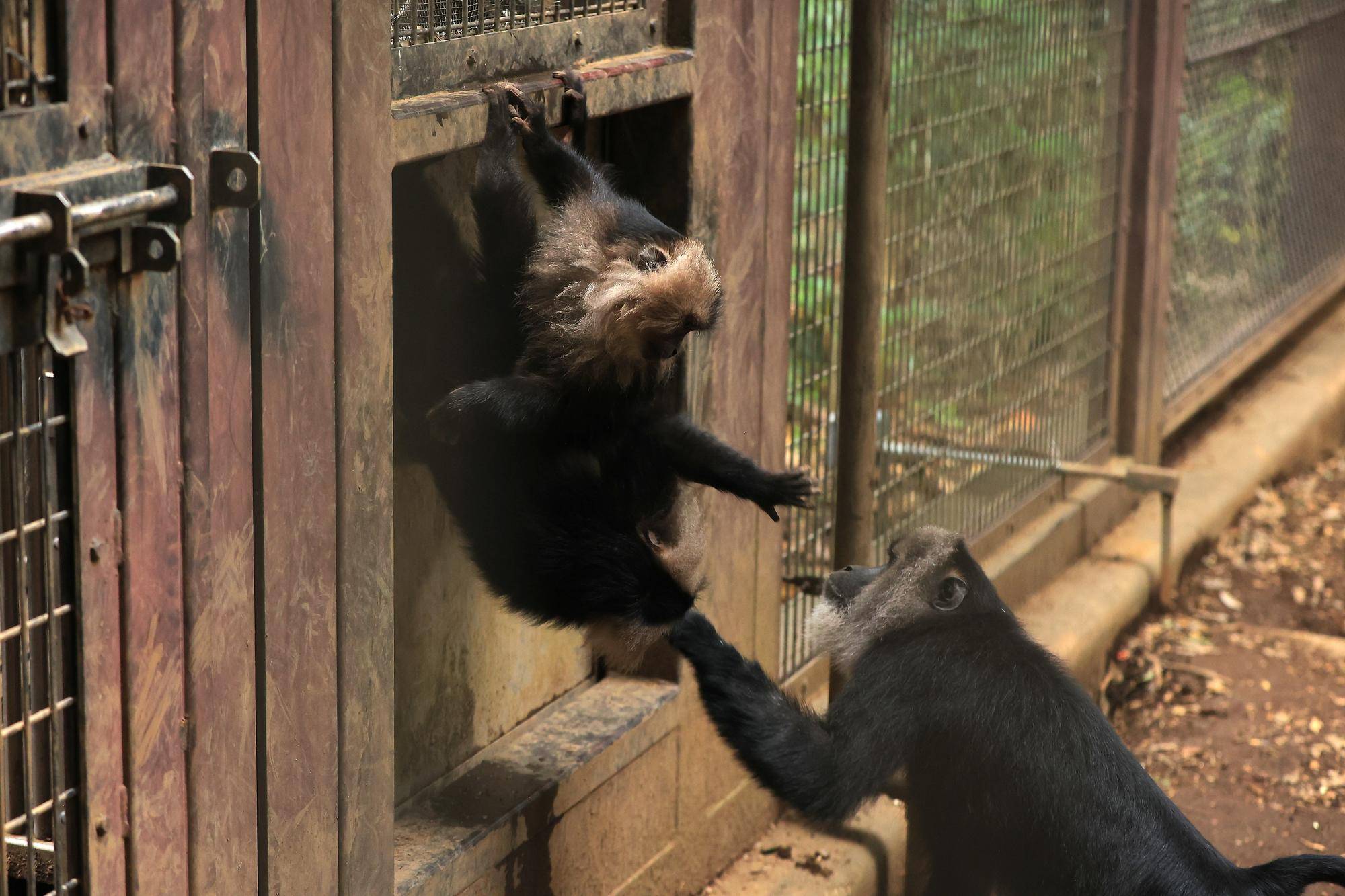 シシオザルの9月の写真