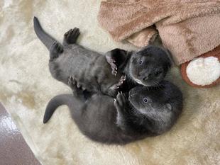 個性光るうねうねず