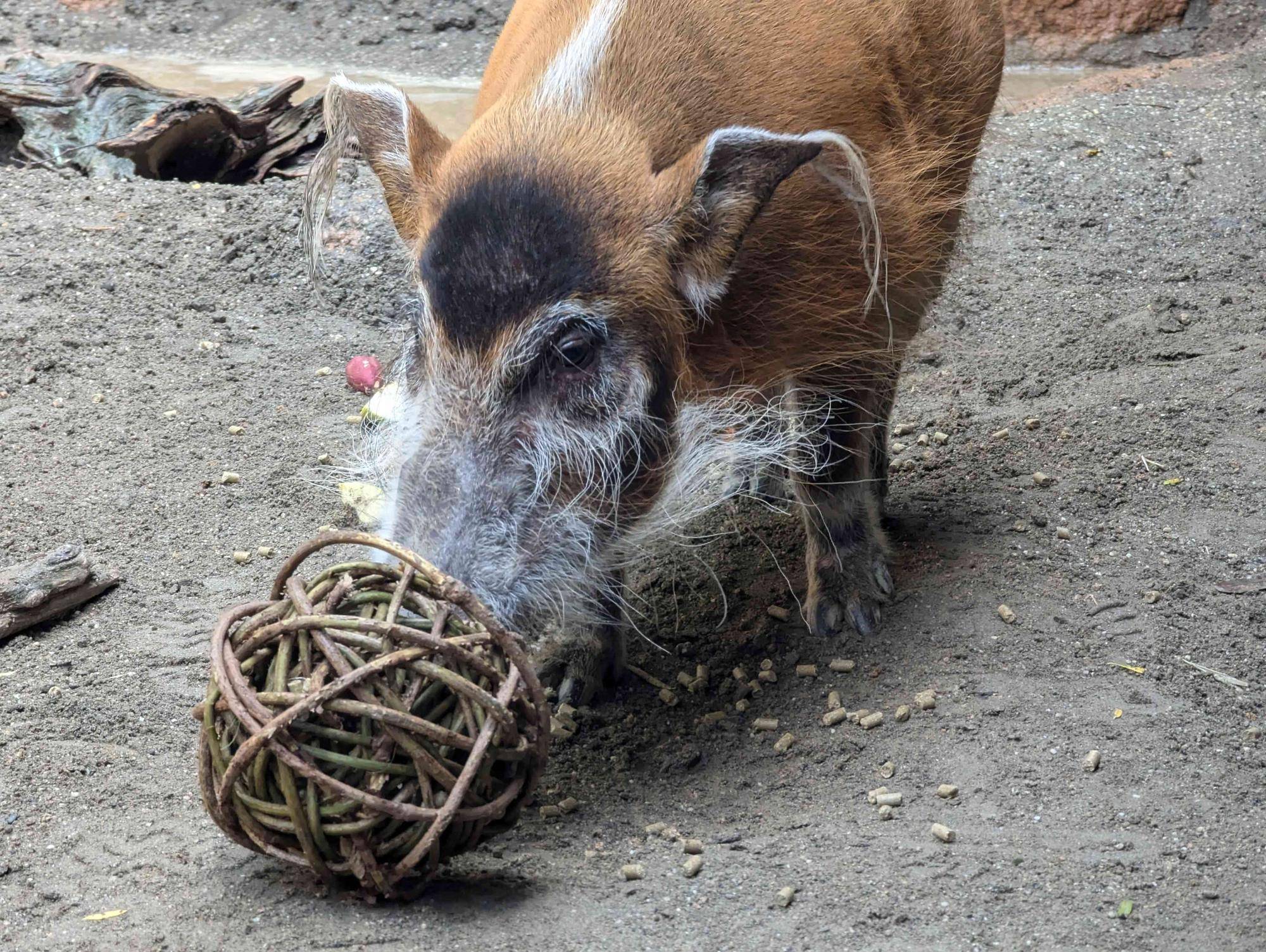 ボールをあげてみた!の写真