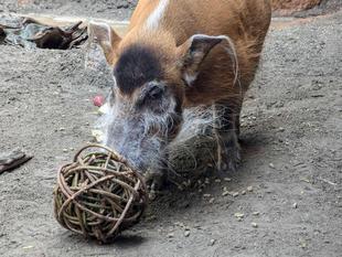 ボールをあげてみた！