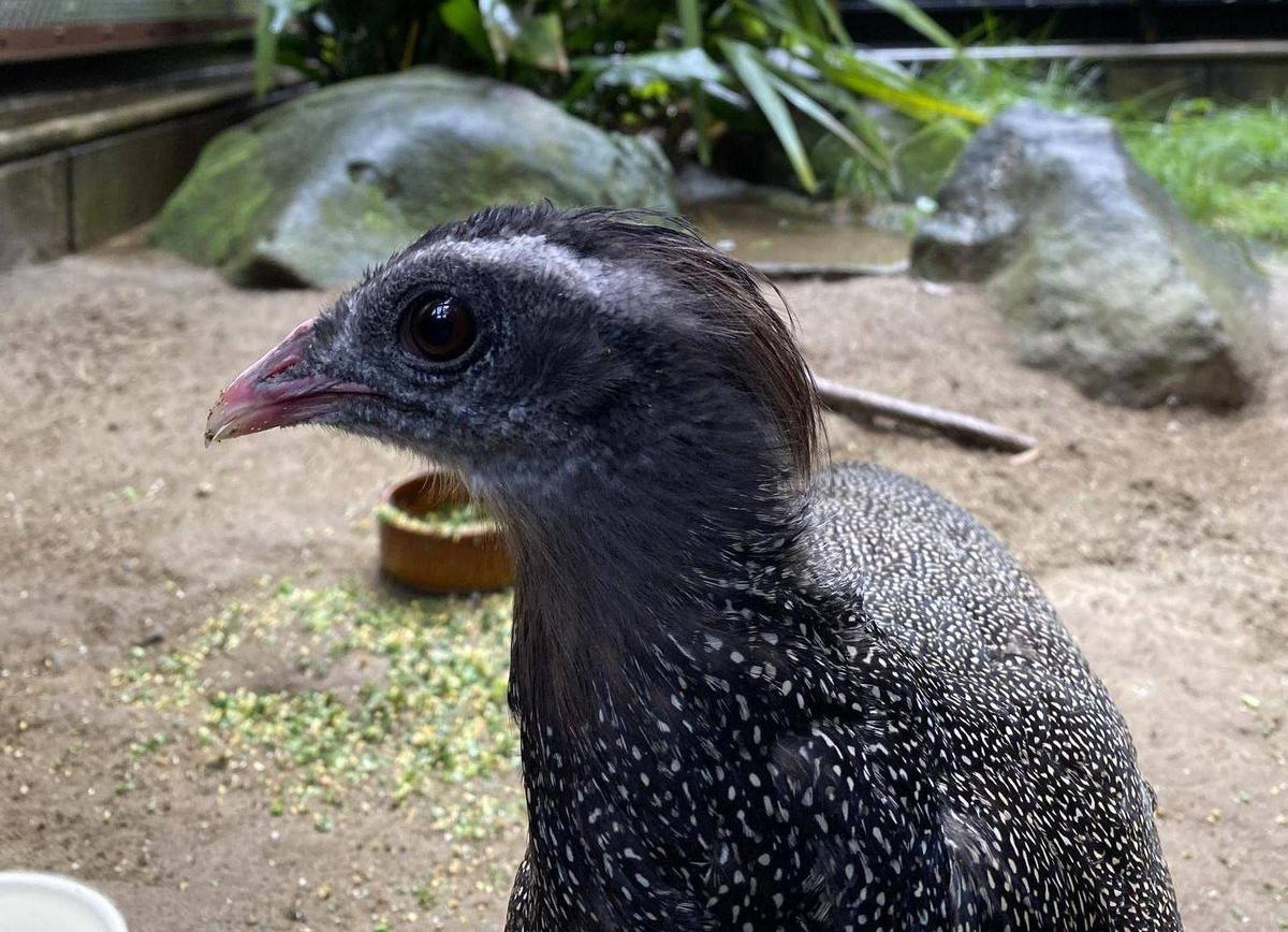 カンムリセイランの換羽🪶|飼育日誌｜ブログ|よこはま動物園ズーラシア
