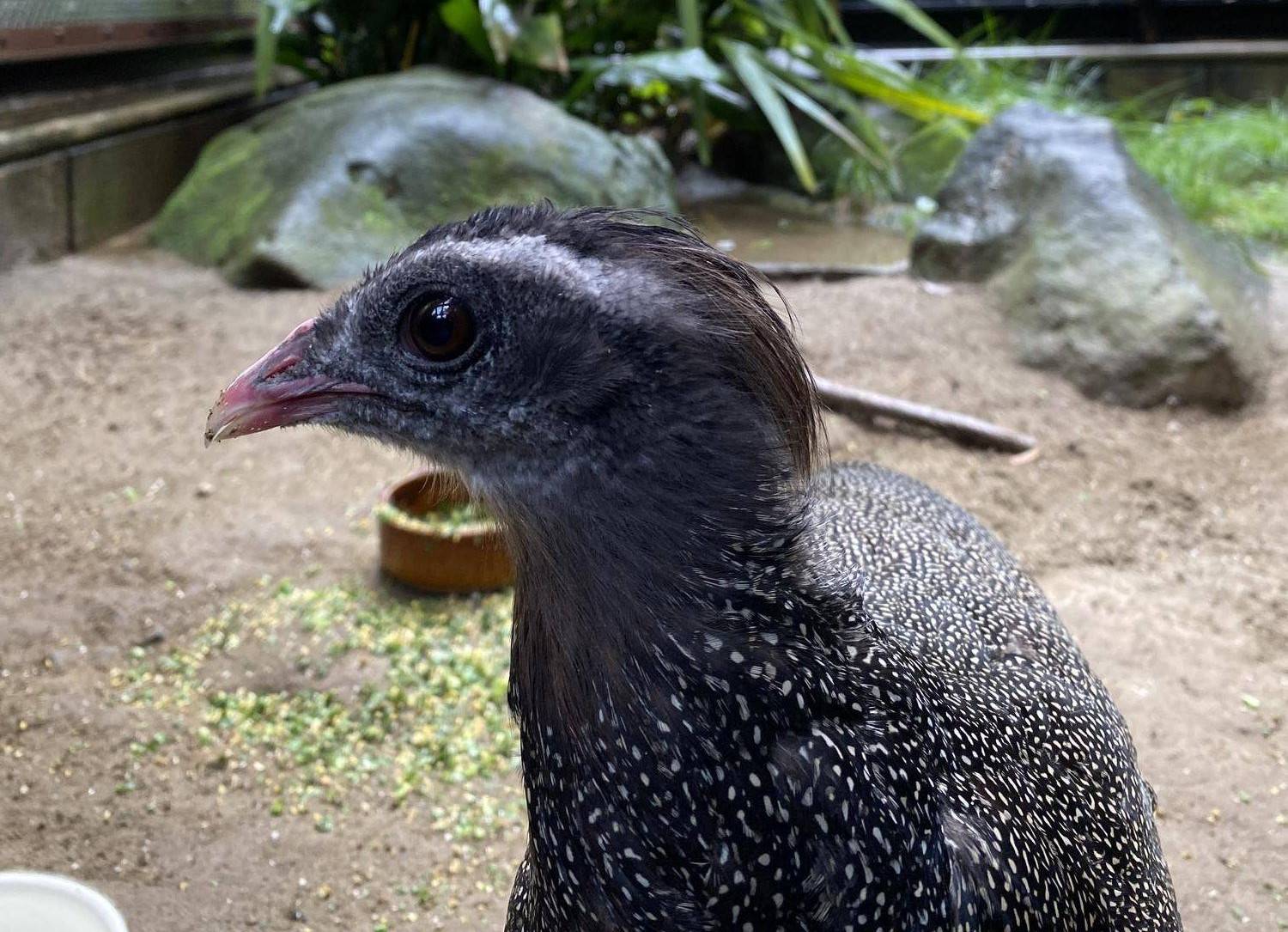 カンムリセイランの換羽🪶の写真
