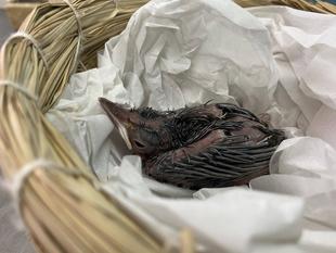 臨時休園の日にやってきたのは🐤②