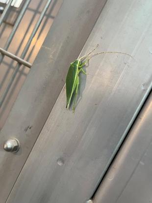 カンガルー舎のお客様　２