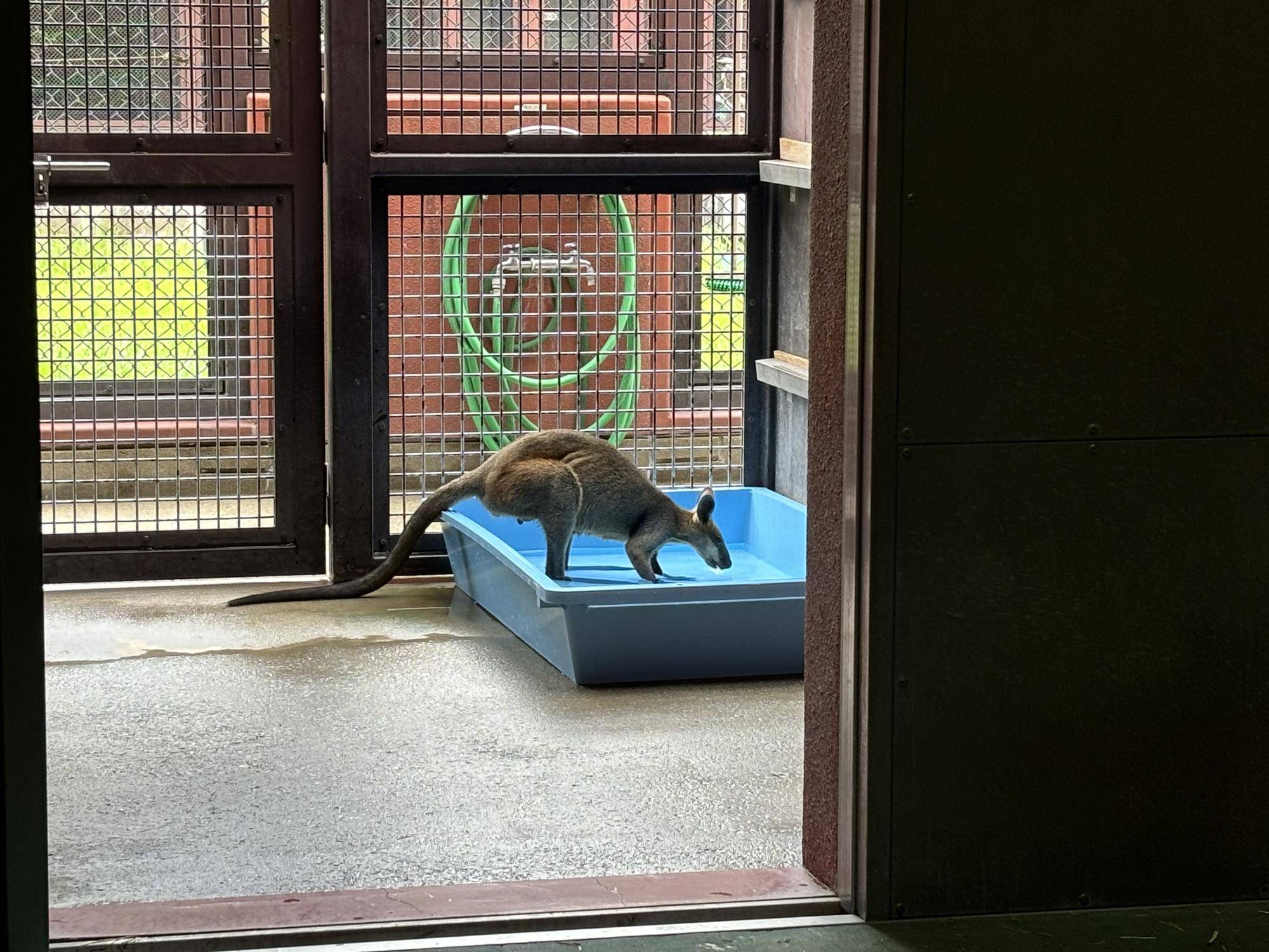 オグロワラビーのお引越し生活⑤の写真