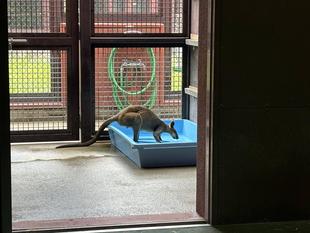 オグロワラビーのお引越し生活⑤