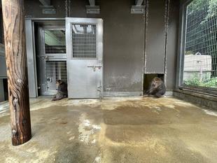 ワカメとミートついに同居