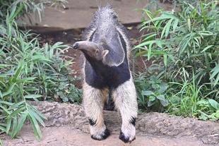 アモ2歳になりました！