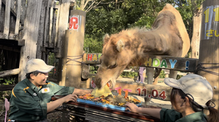 ソフィーのお誕生日！