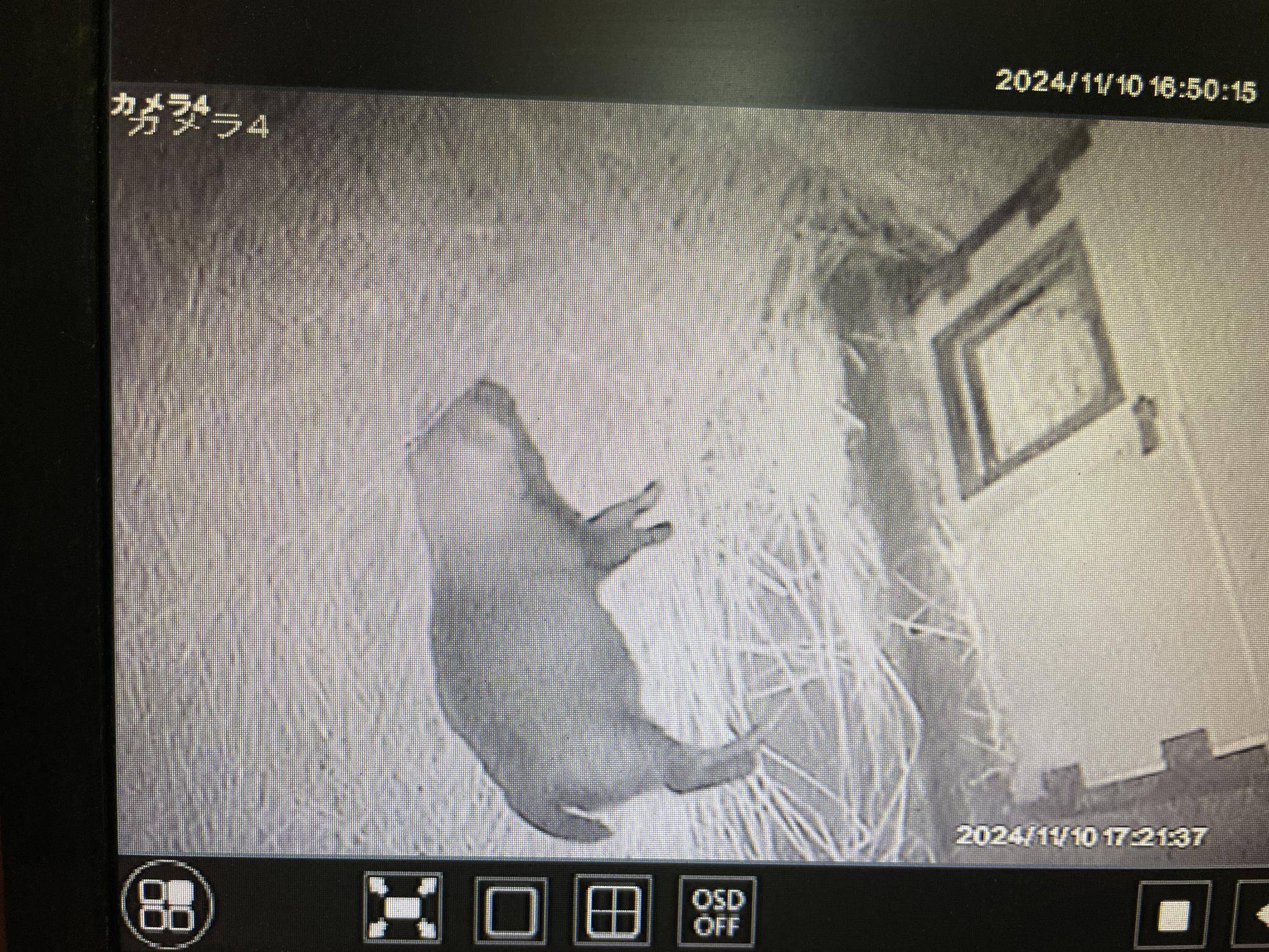 ヤブイヌ通信 ヤブイヌのパパマルですの写真