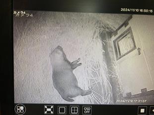 ヤブイヌ通信　ヤブイヌのパパマルです