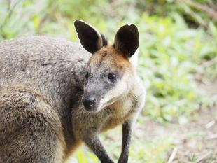 オグロワラビーのお引越し生活⑥