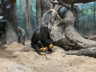 チンパンジーに旬のおやつをプレゼント（11月：柿）
