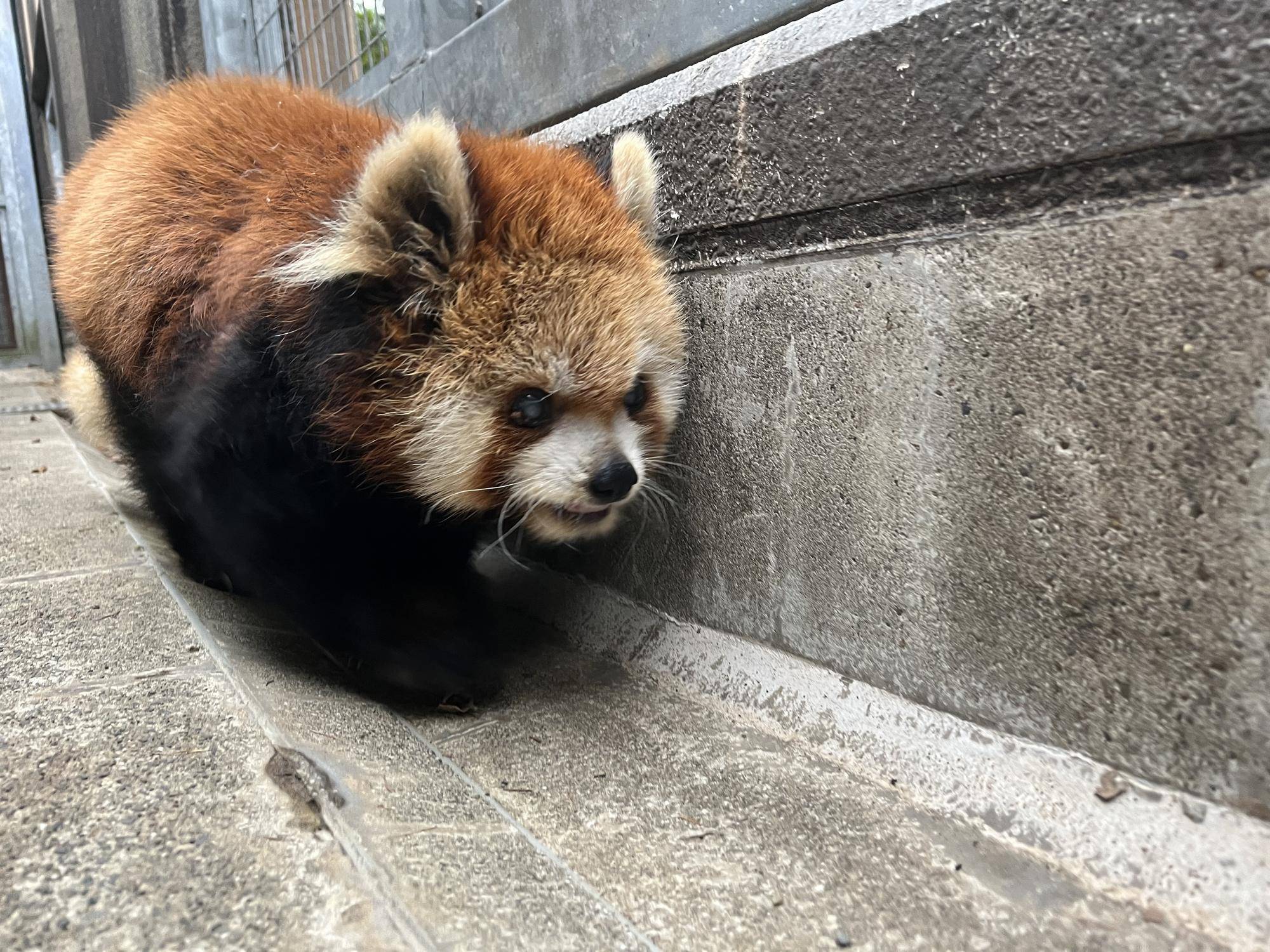ララの竹ベッドの写真