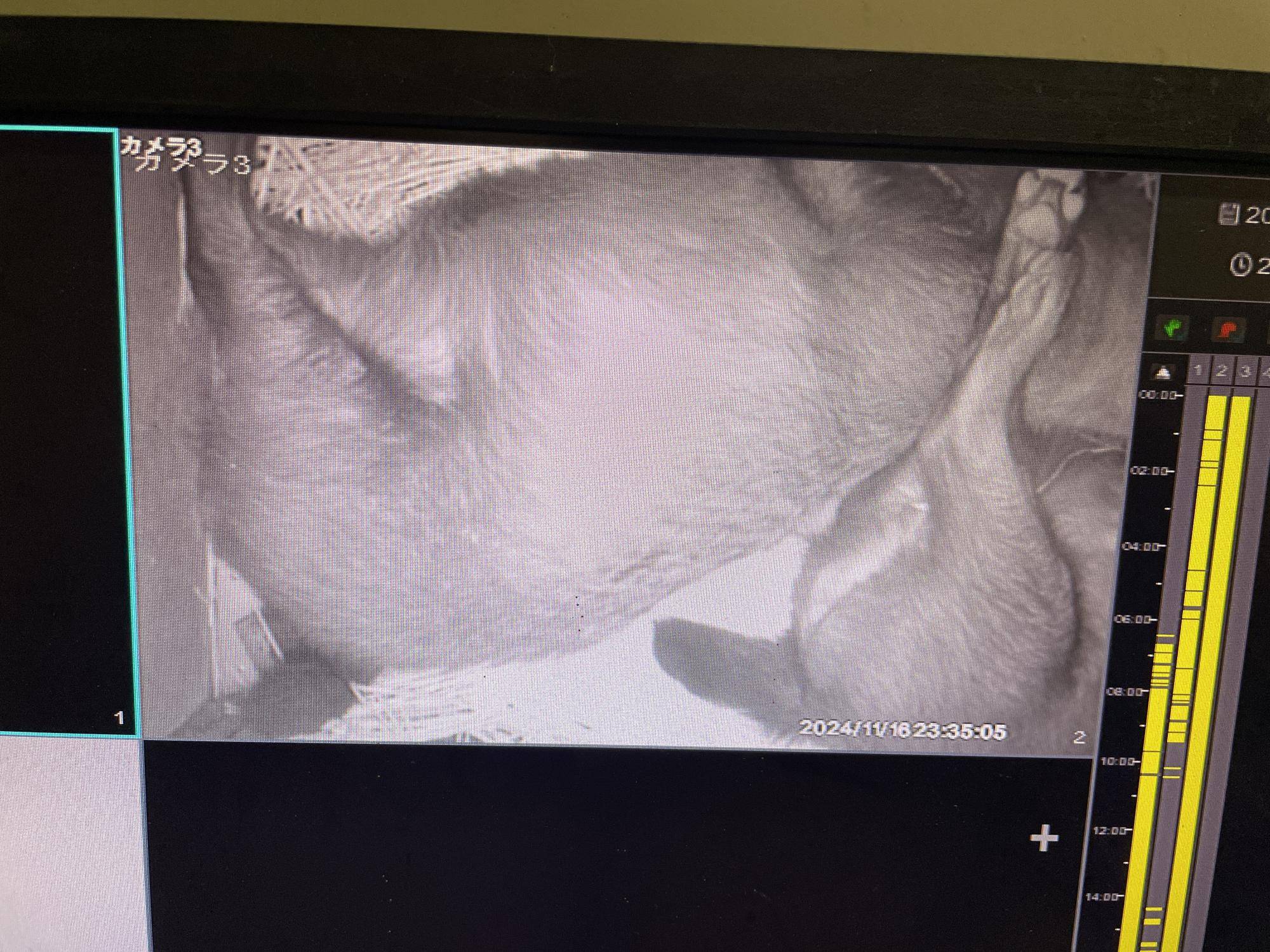 ヤブイヌ通信 夫婦は似ると言うけれど...の写真