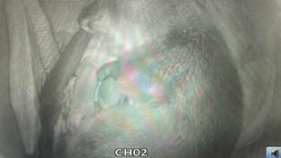 なごみ再び母に