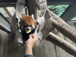 まだまだ、レッサーパンダハンモック！