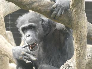 どんぐりころころ