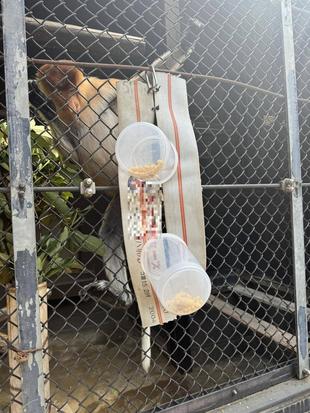 勝手に!?テングザルの日の事前準備の話☆*+。