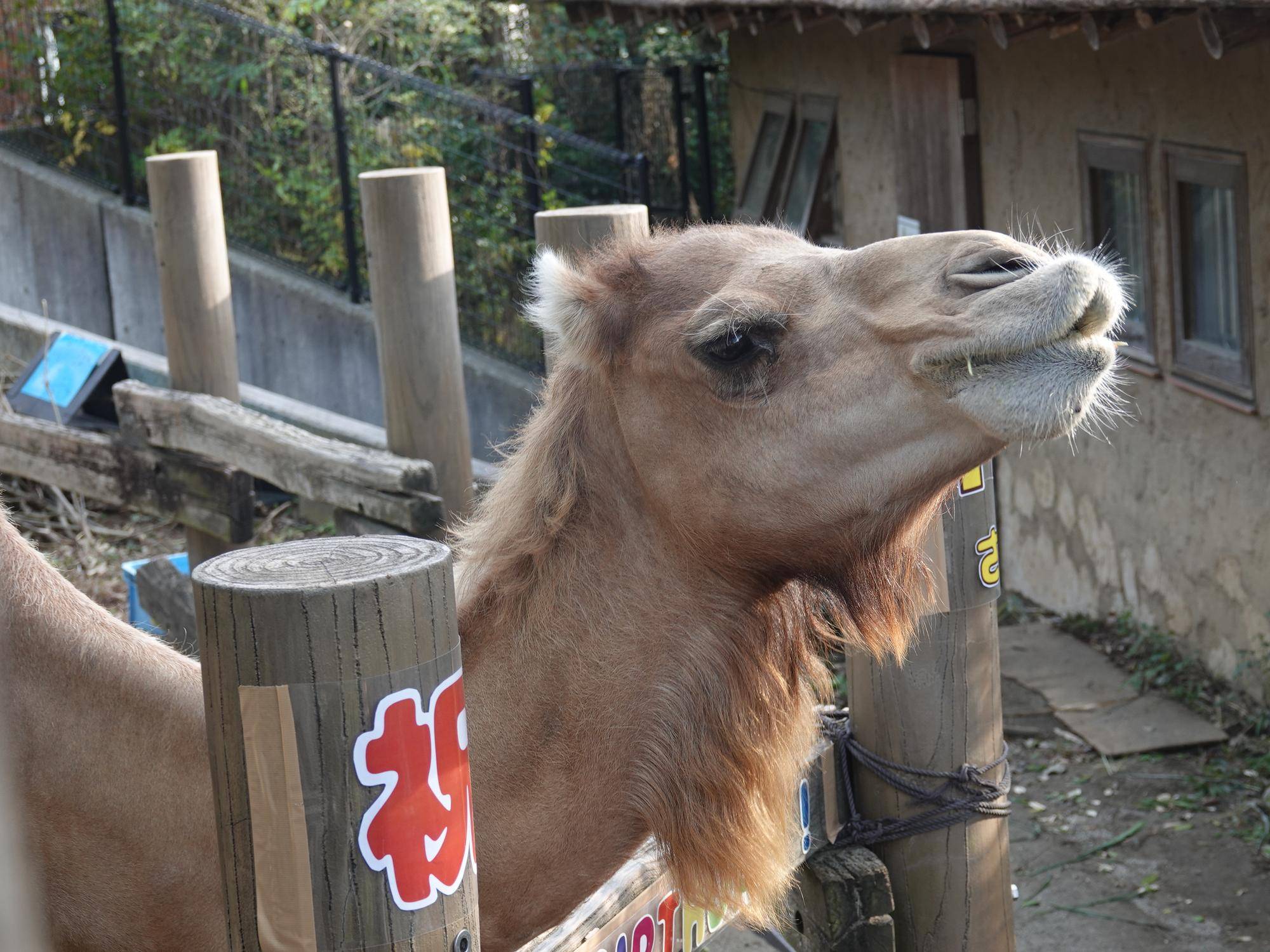 お誕生日ケーキの写真