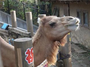 お誕生日ケーキ