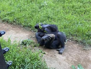 インコの誕生日