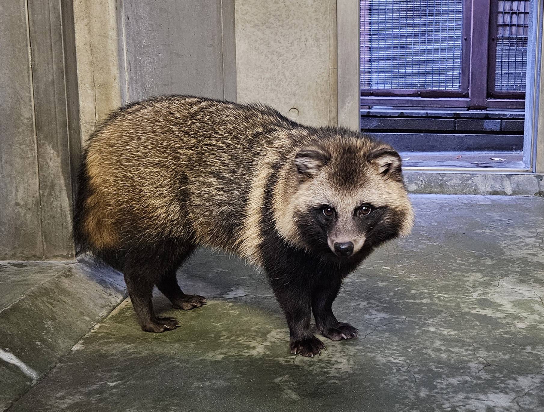 タヌキツ近況ブログ♪3の写真