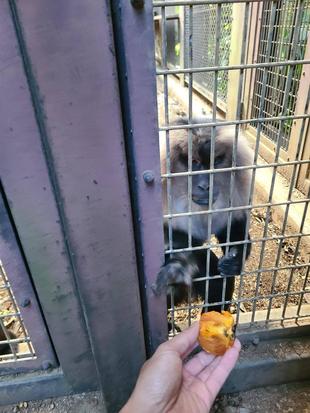 シシオザルの10月