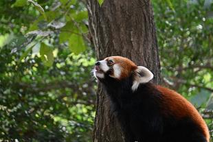 レッサーパンダと新担当者