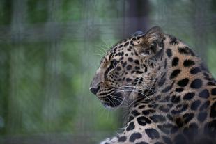 アムールヒョウと新担当者