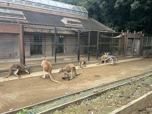 アカカンガルー　同居終了しました