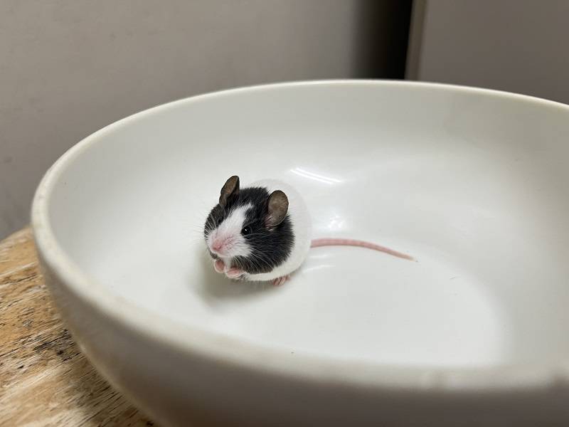 ネズミ団子の写真