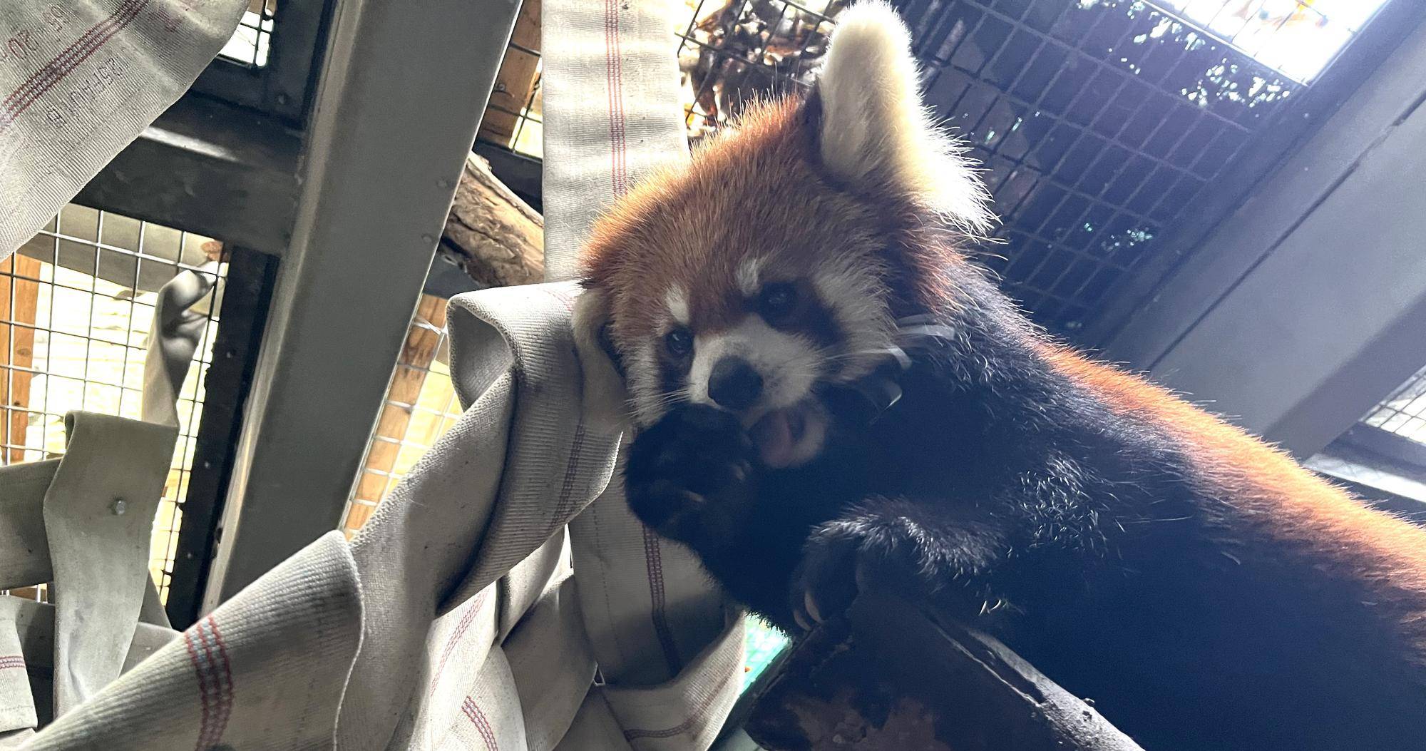 お待たせしました、レッサーパンダハンモック!の写真