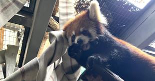 お待たせしました、レッサーパンダハンモック！