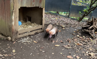 ヤブイヌ通信　肉効果（高）！