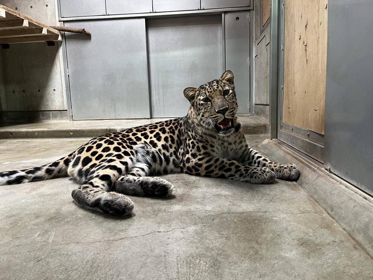 食欲の秋とヒョウガイド|飼育日誌｜ブログ|よこはま動物園ズーラシア