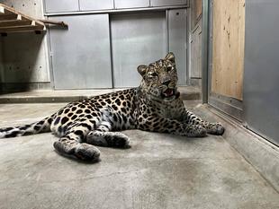 食欲の秋とヒョウガイド