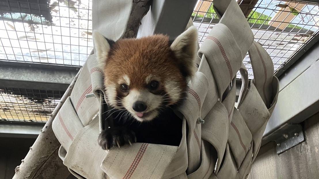 まめたろうにも、レッサーパンダハンモック!の写真