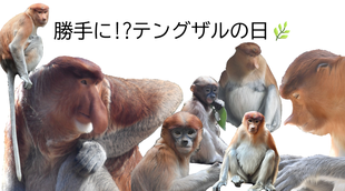 勝手に!?テングザルの日☆*+。