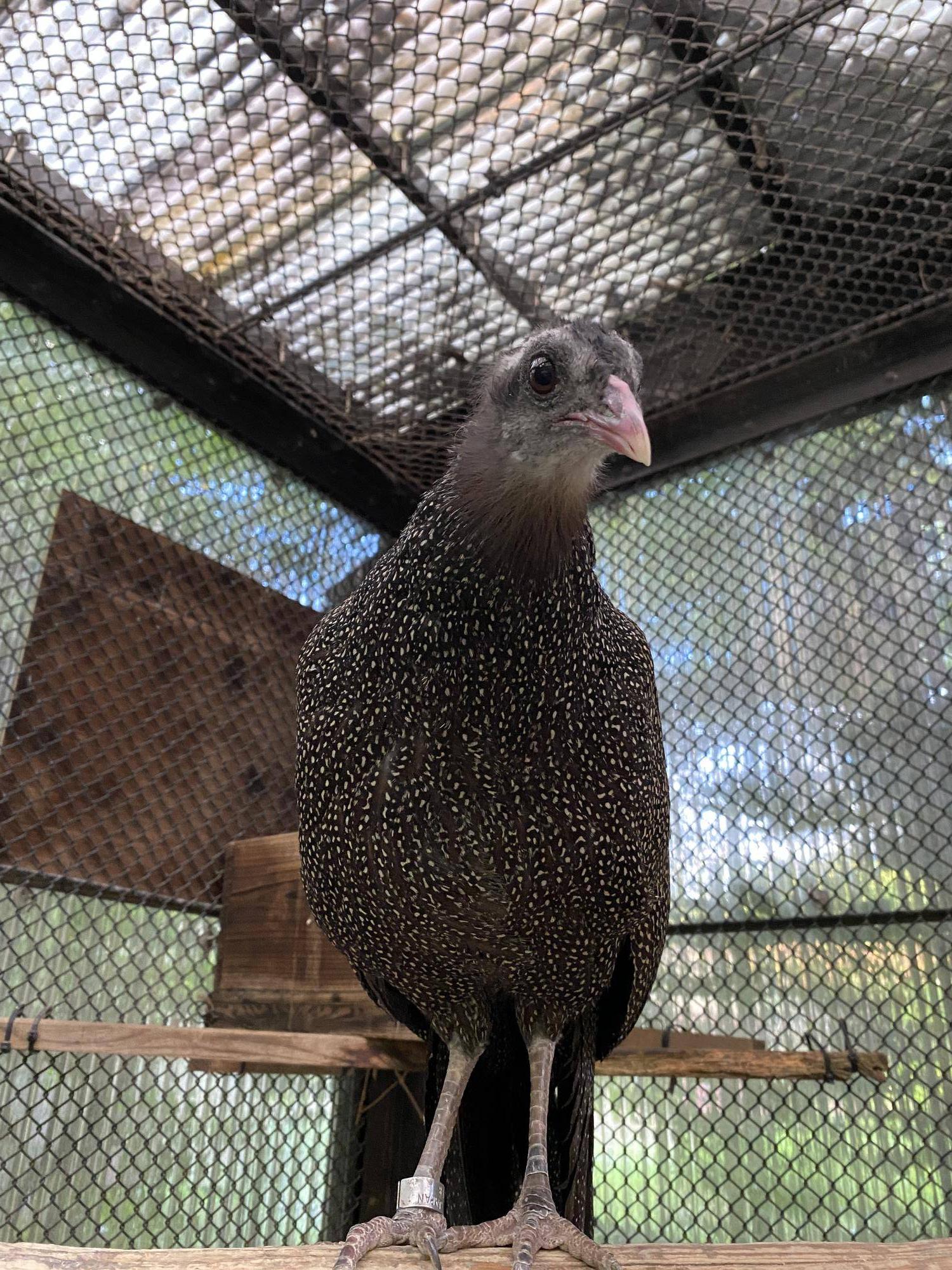カンムリセイランガイド!大活躍でした!の写真