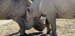 サイの展示、お休みのワケは...